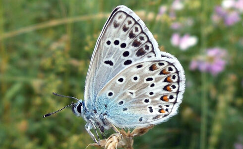 Polyommatus escheri