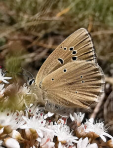 Polyommatus-humedasae_VDA-AO_Aymavilles_12_VII_2020_fotoGiampioDAmico_id109342140