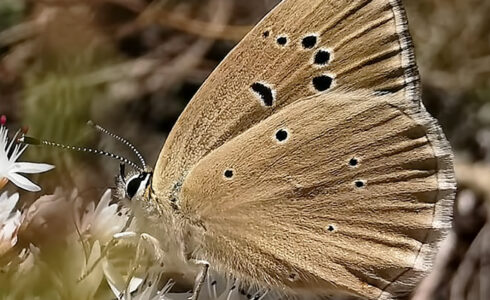 Polyommatus humedasae