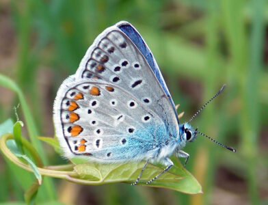 Polyommatus-icarus_VEN-VI_Malo_25_VI_2020_fotoEnricoCarta_id0531