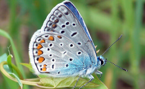 Polyommatus icarus