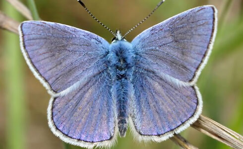 Polyommatus thersites