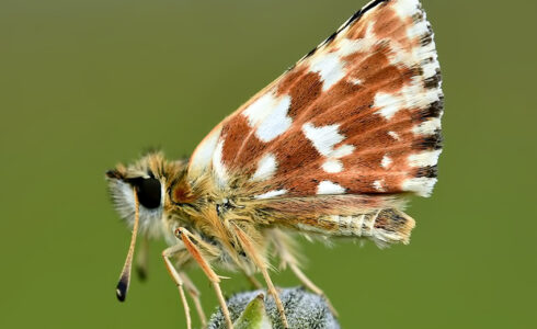 Spialia sertorius