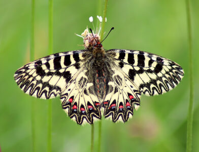 Zerynthia-cassandra_LIG-SV_Dego-locGiriniNord-Est-410m_21_V_2021_fotoAlessandroBisi_id2569