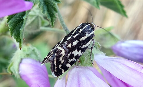 Acontia trabealis