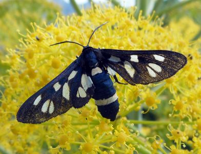 Amata-marjana_SIC-PA_BoscoFicuzza_1_VI_2015_fotoEnricoGallo_id1361