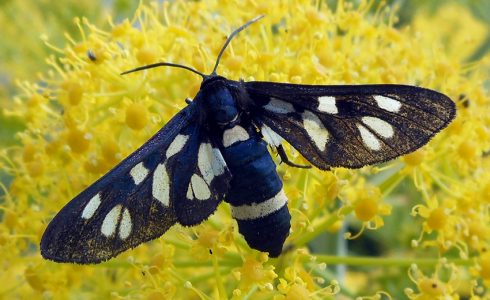 Syntomis marjana