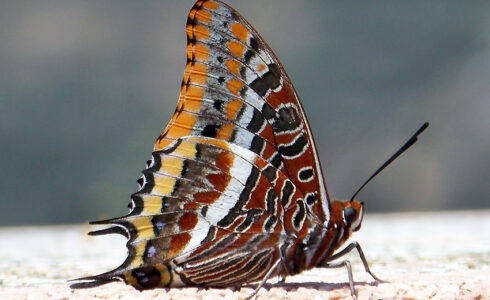 Charaxes jasius