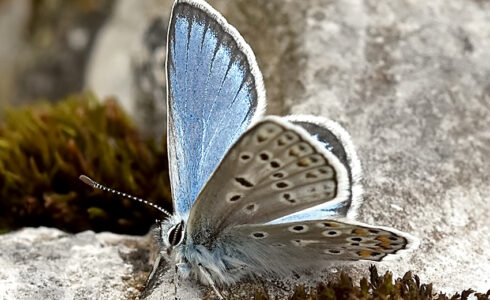 Polyommatus eros