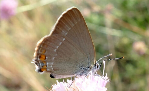 Satyrium acaciae