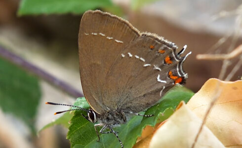 Satyrium ilicis