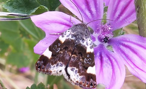 Acontia lucida