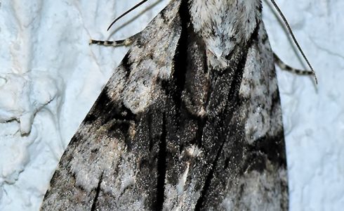 Acronicta alni