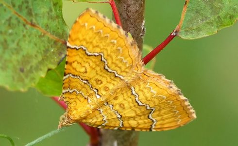 Camptogramma bilineata