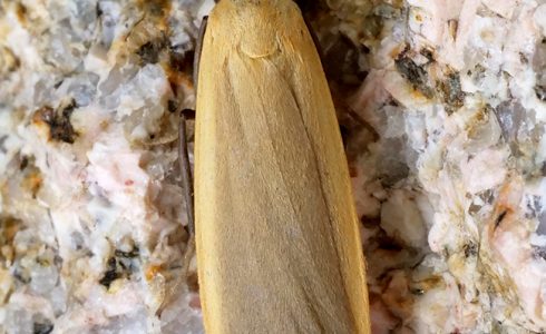 Eilema depressa