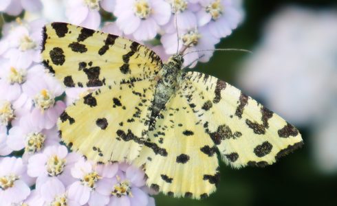 Pseudopanthera macularia