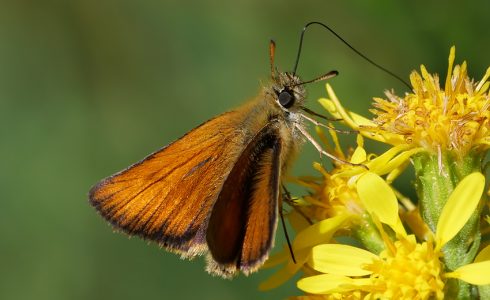 Thymelicus lineola