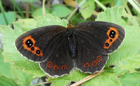 Erebia aethiops