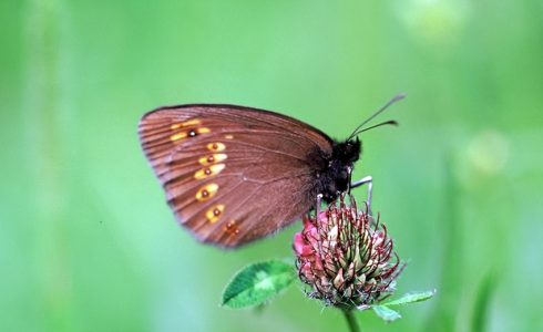 Erebia albergana