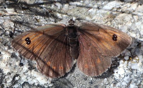 Erebia arvernensis