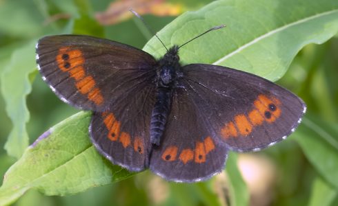 Erebia euryale