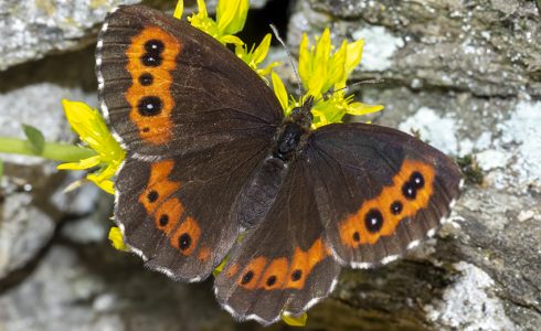 Erebia ligea