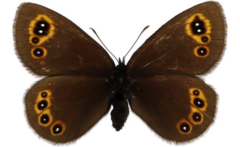 Erebia medusa