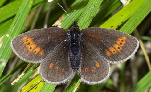 Erebia melampus