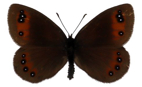 Erebia meolans