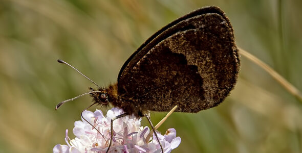 Erebia neoridas