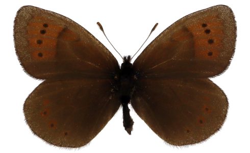 Erebia pandrose