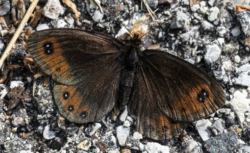 Erebia styx