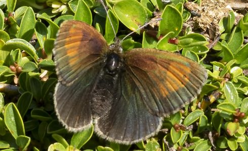 Erebia tyndarus