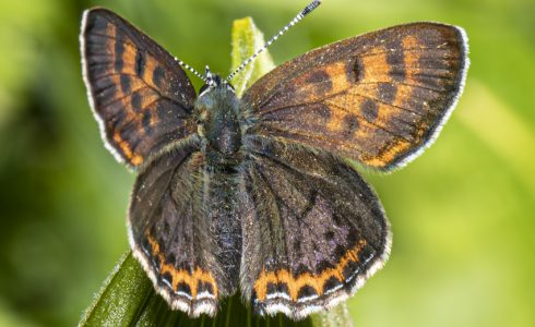 Lycaena helle