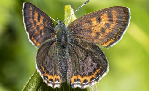 Lycaena helle