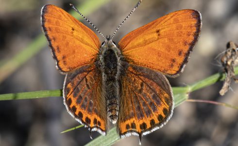 Lycaena thersamon