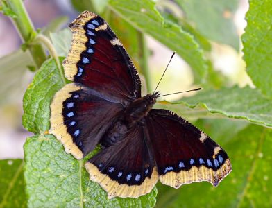 Nymphalis-antiopa_VDA-AO_Bionaz-1800m_24_VIII_2021_fotoCarloCaimi_id1