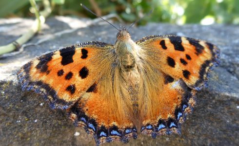 Nymphalis polychloros