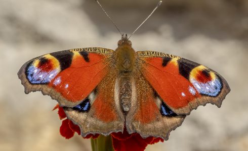 Aglais io