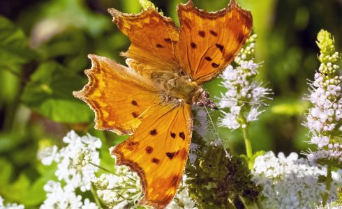 Polygonia egea