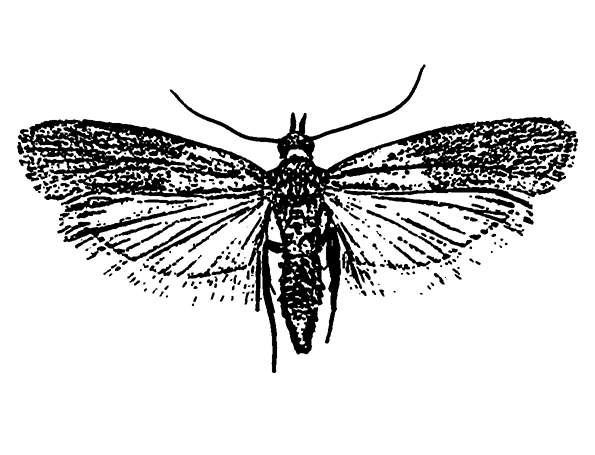 Papilionea