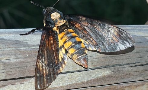 Acherontia atropos