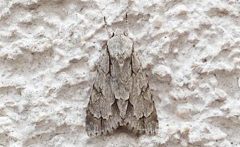 Acronicta psi