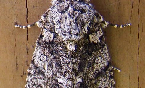 Acronicta rumicis