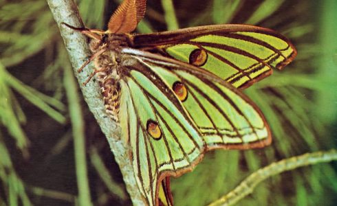 Actias isabellae