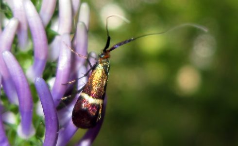 Adela australis