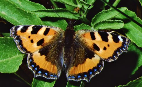 Aglais urticae