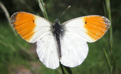 ♂ - Liguria, Alta Val Trebbia, Casanova Sud-Est, dint. t. Pescia (GE), 44°33'05.1"N 9°19'01.4"E, 820 m, 7.VI.2013 - foto: Alessandro Bisi