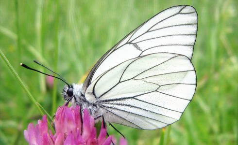 Aporia crataegi