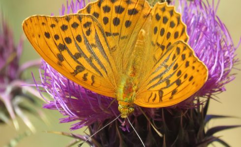 Argynnis paphia